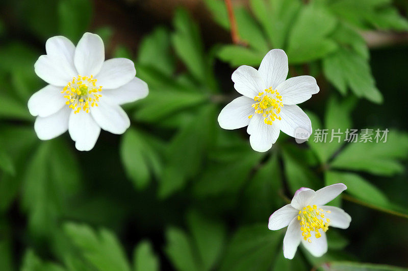 木银莲花开花