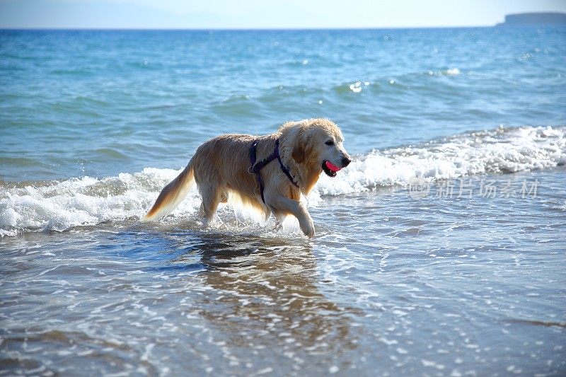 海滩上的拉布拉多寻回犬