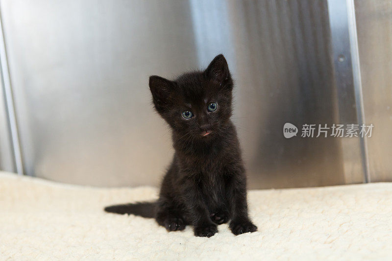 黑色毛茸茸的小猫