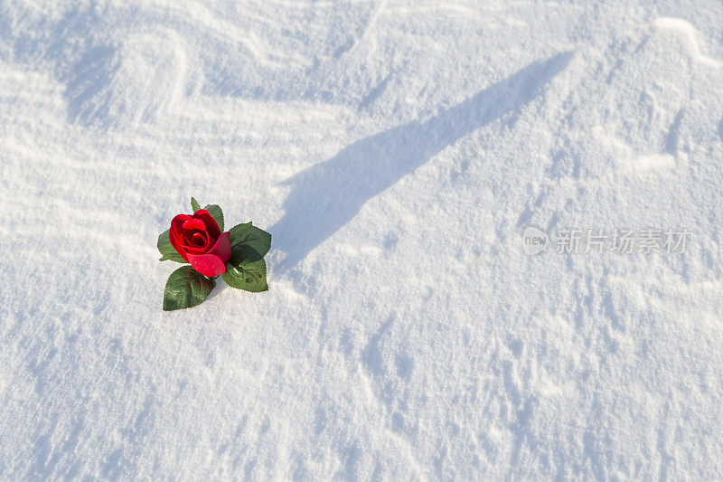 一朵飘雪中的红玫瑰