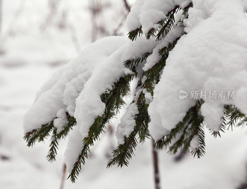 被雪覆盖的冷杉枝