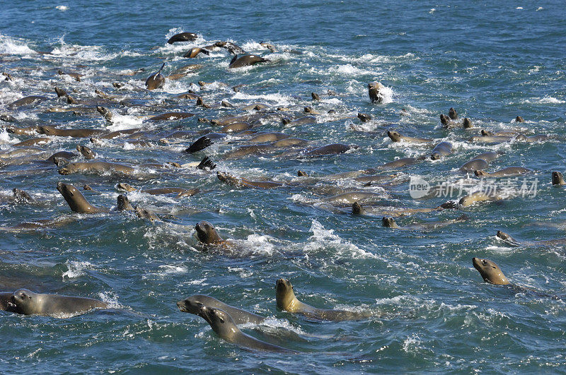 许多野生海狮在疯狂进食