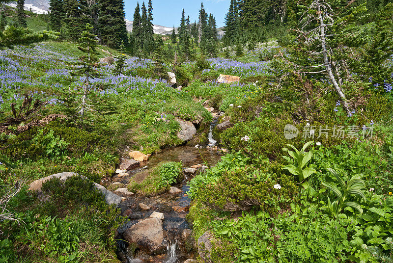 穿过高山草地的小溪