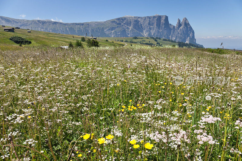 意大利Dolomites的夏季牧场