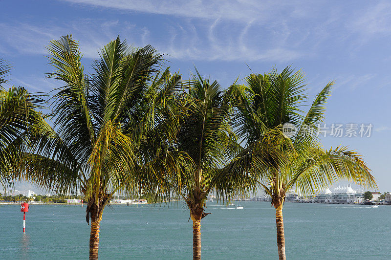 迈阿密的棕榈树