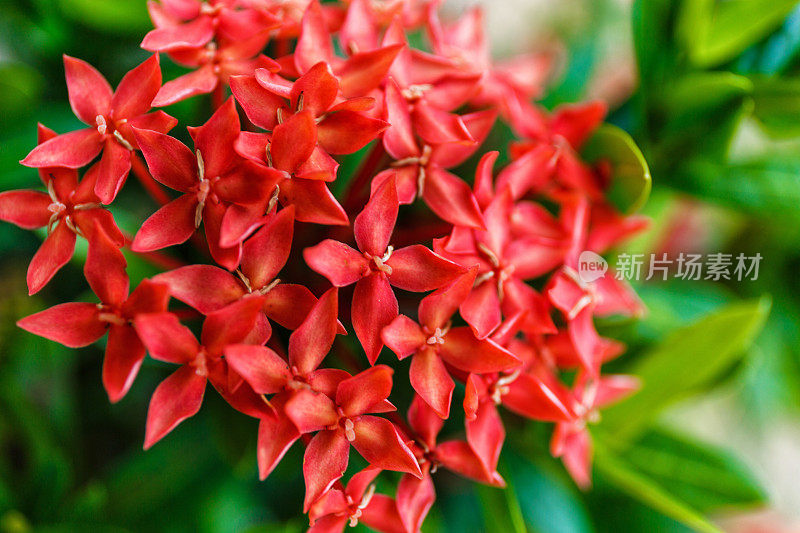 手Ixora