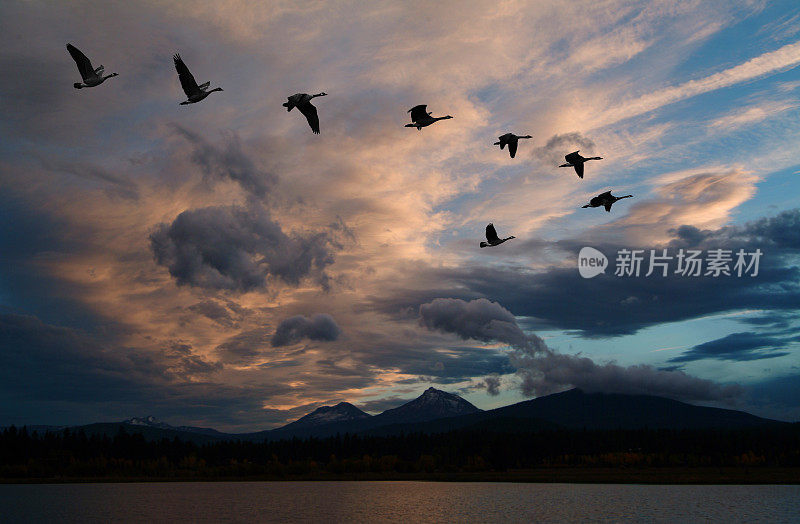 大雁编队飞在前面形成生动的天空