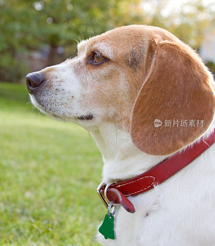 小猎犬号