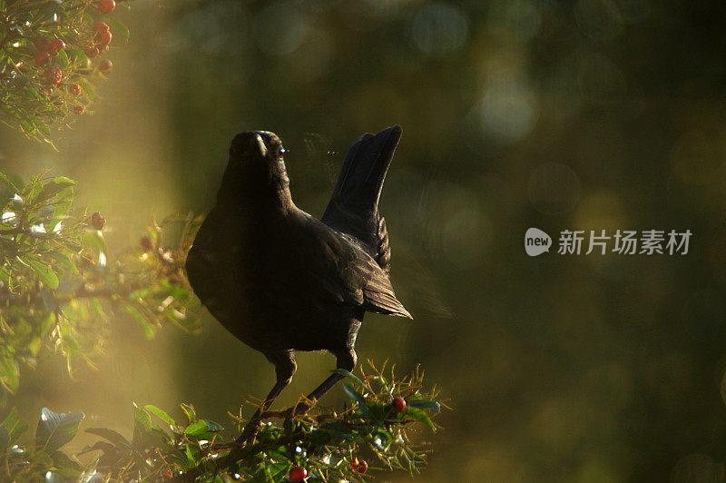 黑鸟的轮廓