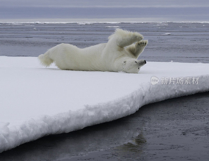 北极熊浮冰