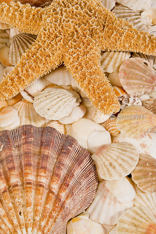 集合――seashells-2