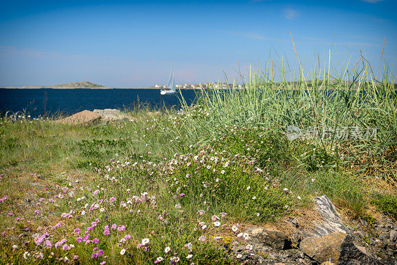 瑞典西海岸典型植物区系