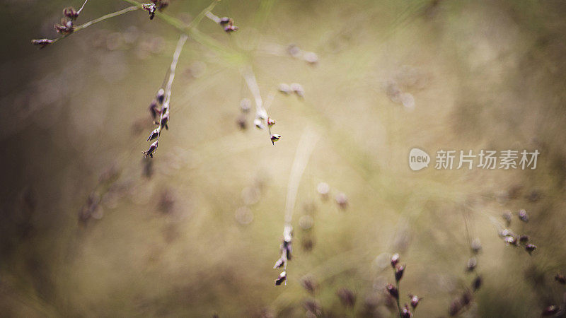 野草在夏日微风中沙沙作响。抽象的性质