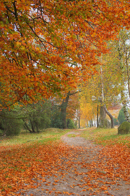 秋天的树木在Lüneburger黑德