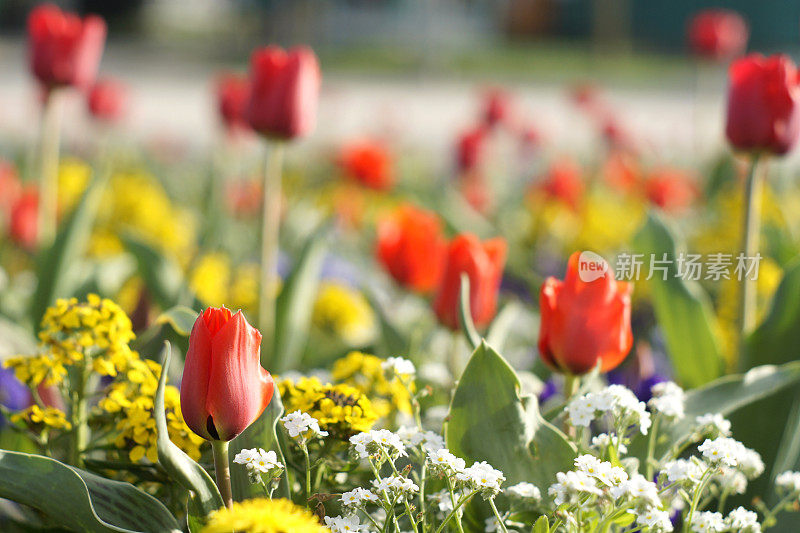 花园里漂亮的花坛