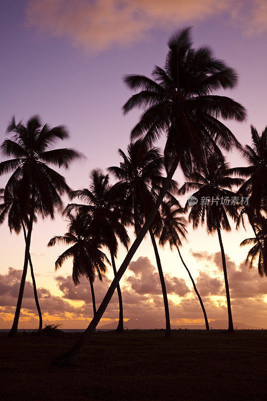 加勒比棕榈树日落