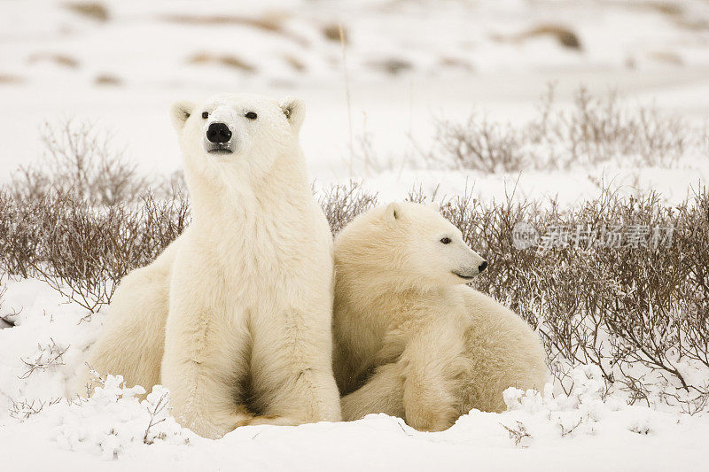 北极熊的家庭。