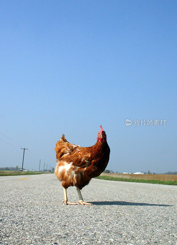 为什么鸡要过马路?／1