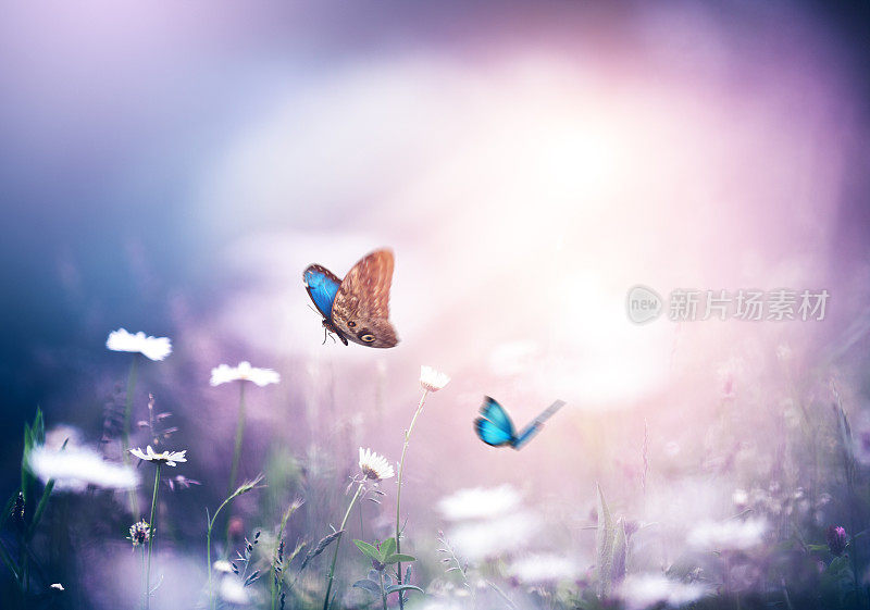 草地与蝴蝶