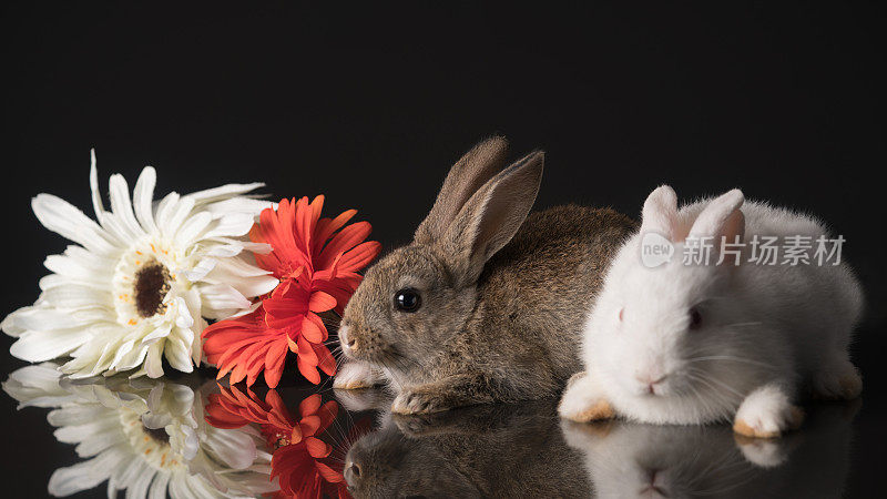 两只兔子坐在
