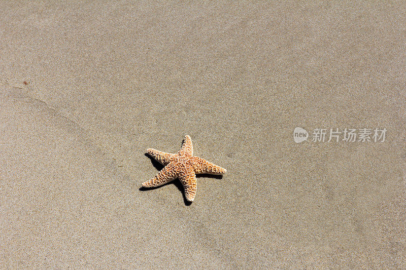 沙滩上的海星