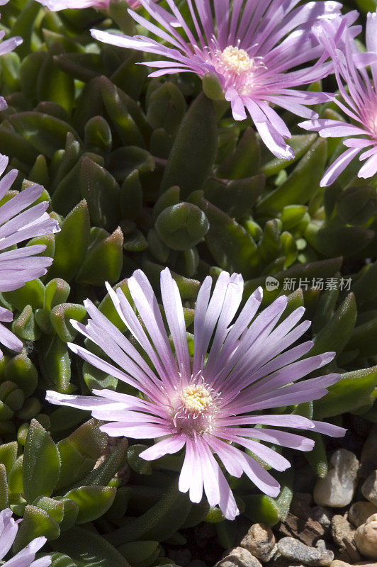 淡紫色冰植物，Delosperma