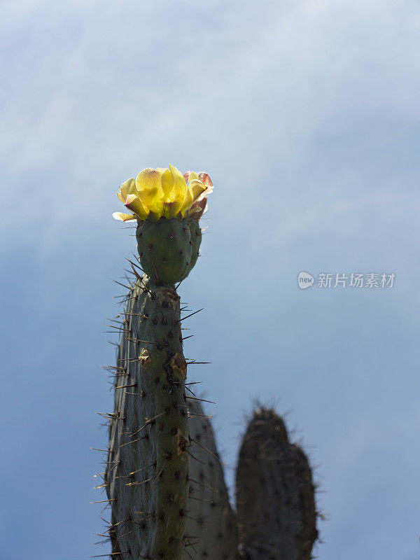 仙人掌花