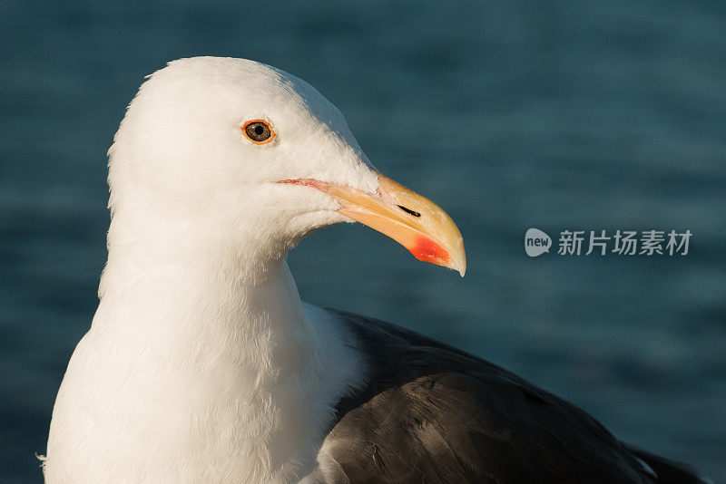 海鸥