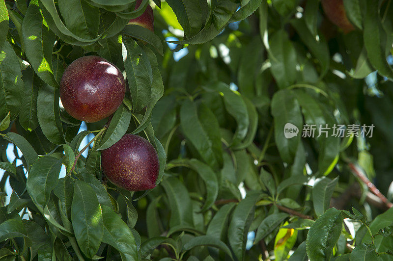 油桃成熟的特写