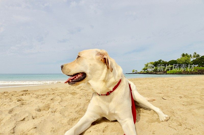 狗在夏威夷