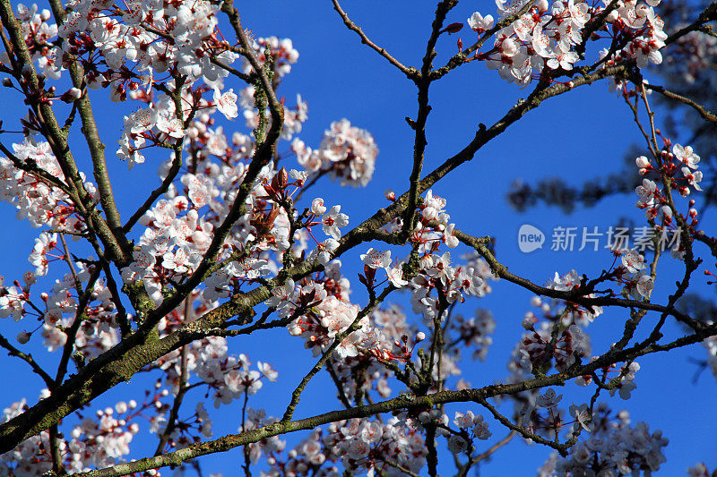 开花树枝