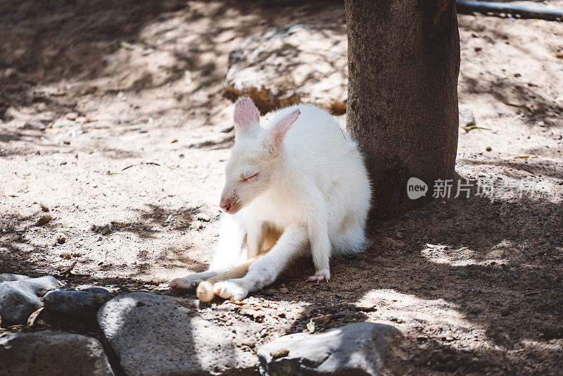 白化病东方灰袋鼠睡觉