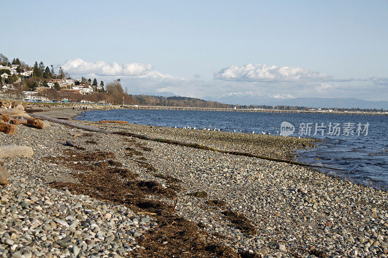 太平洋海岸白岩附近的Semiahmoo湾