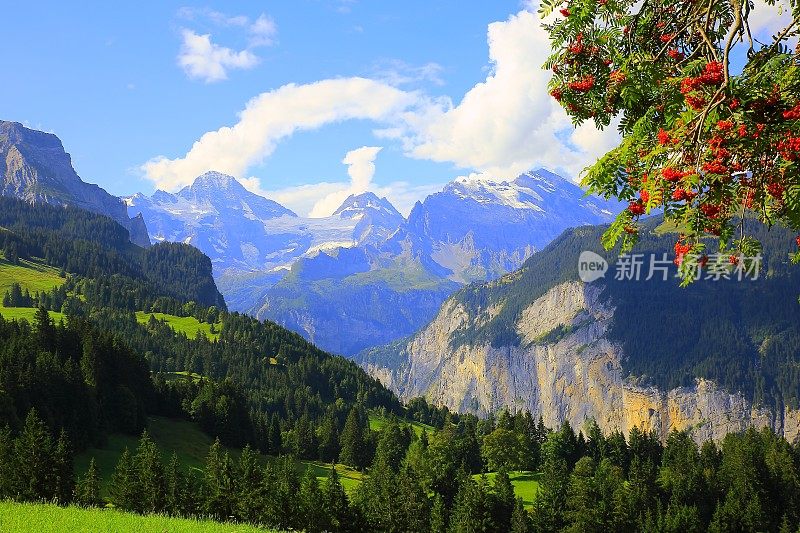 阿尔卑斯山田园诗般的景观:松树林地，Lauterbrunnen山谷，瑞士阿尔卑斯山