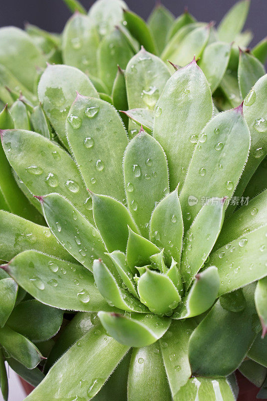 石莲花Sempervivum