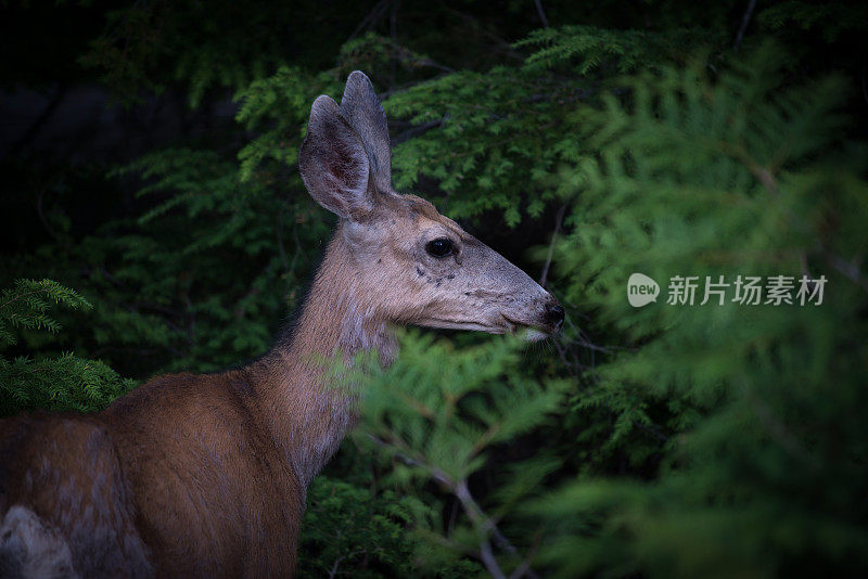 小鹿特写镜头