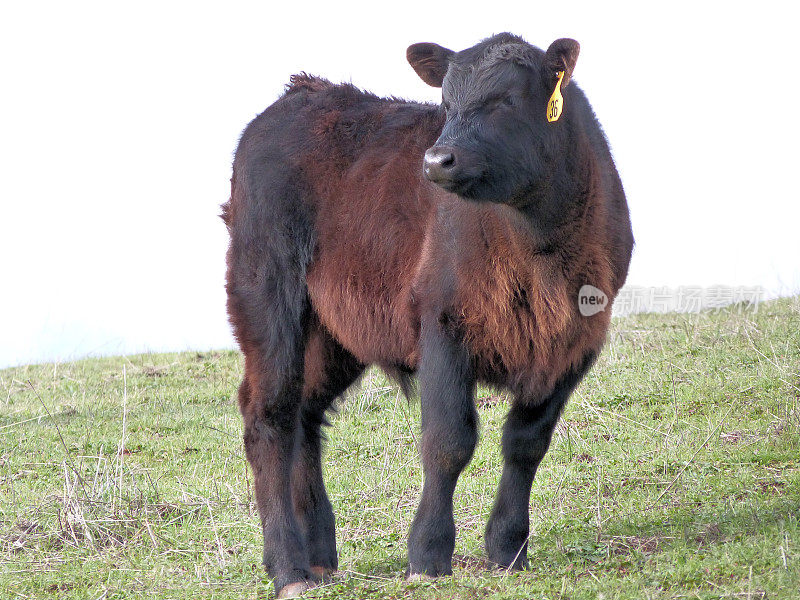 站在牧场上的安格斯小牛