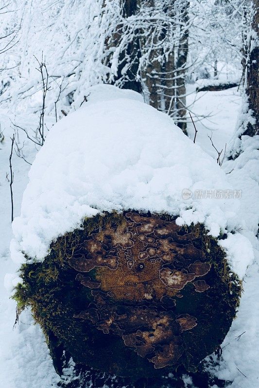 在欧洲阿尔卑斯山脉，冰雪覆盖的冬季景观和森林