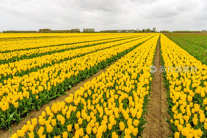 春天如画的荷兰风景