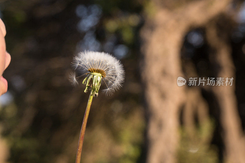 蒲公英种子和植物的特写