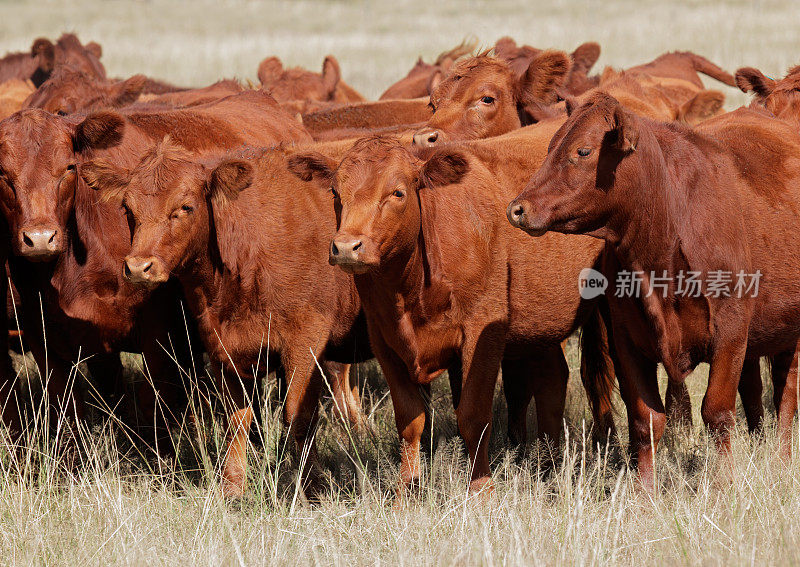 牧场上自由放养的红安格斯牛