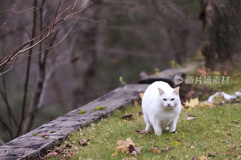 四岁的雌土耳其安哥拉猫在后院散步。