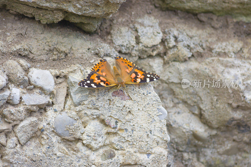 岩石上的蝴蝶女郎