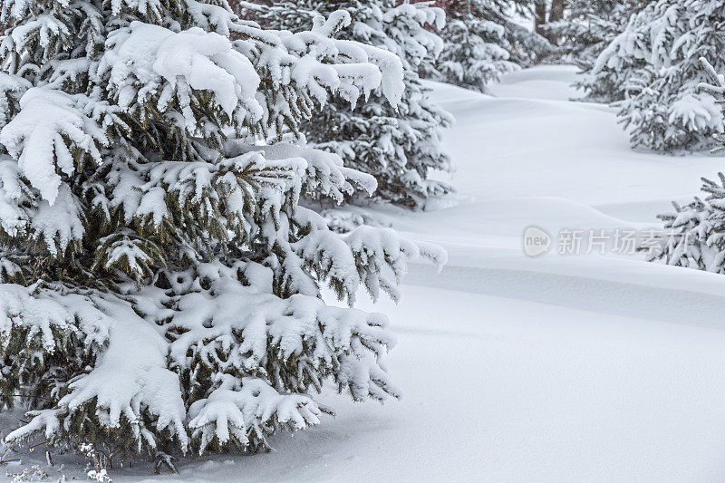 暴风雪后的云杉和雪堆