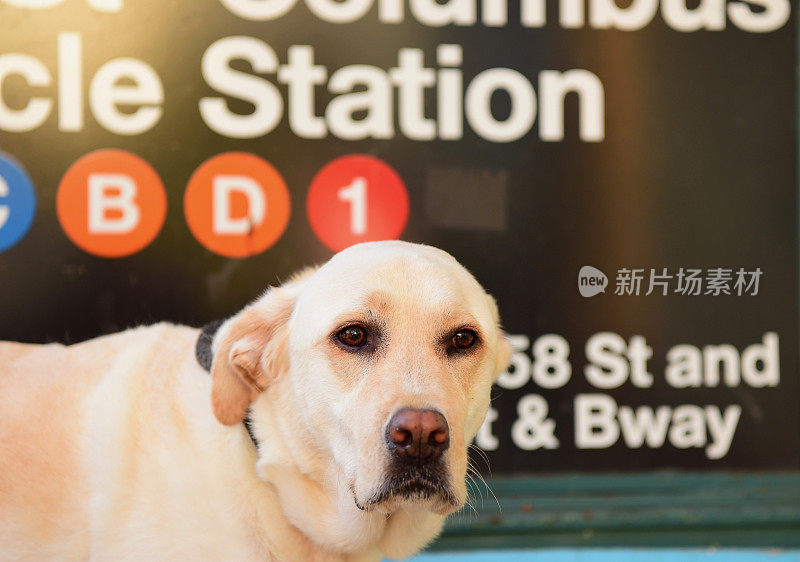 纽约市的拉布拉多寻回犬