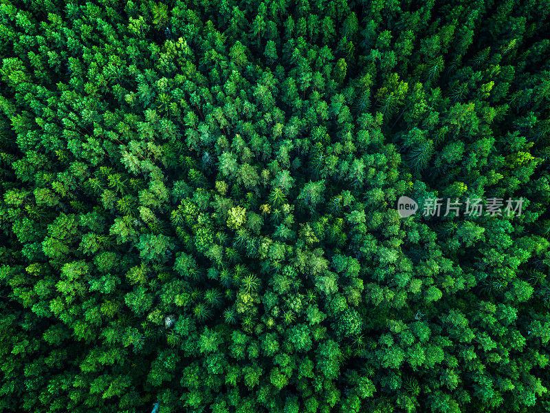 绿色森林，从上面看，俯视图，色调
