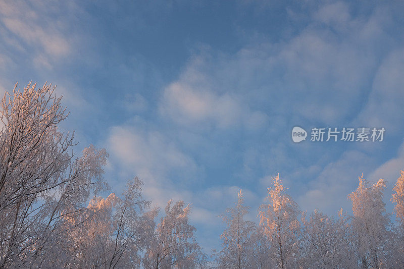 在蓝天的背景下，树上的雪树枝