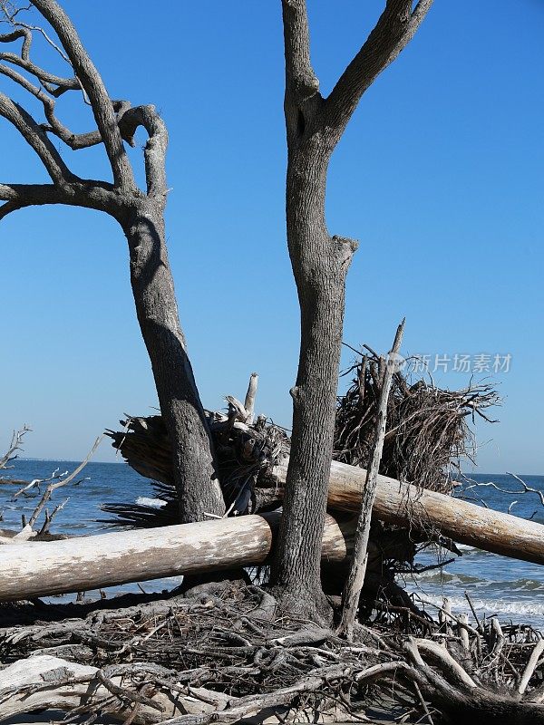 狩猎岛州立海滩侵蚀海岸，倒下的树木，SC