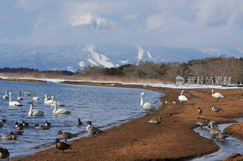日本北部的冬季(稻川湖、万代山和候鸟)