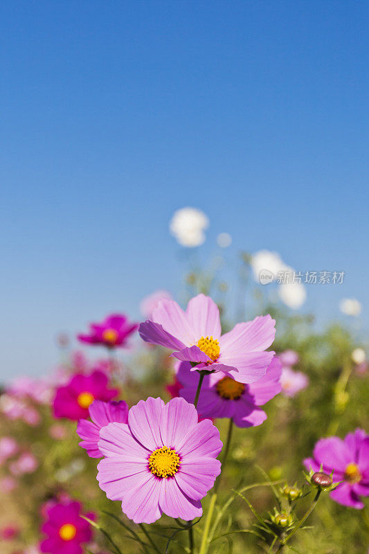 晴空下的宇宙花